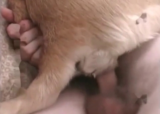 Passionate zoophilic banging