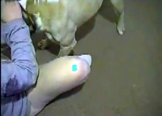 Trained dog is screwing like a pro