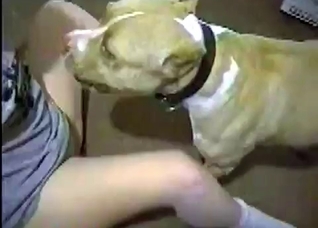 Trained dog is screwing like a pro