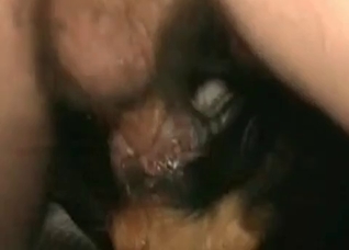 Submissive dog enjoys a wiener