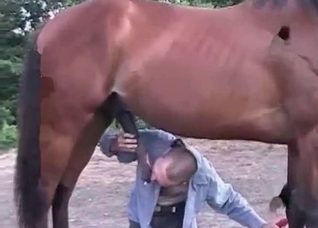 Horse with a truly impressive cock