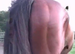Horse with a truly impressive cock