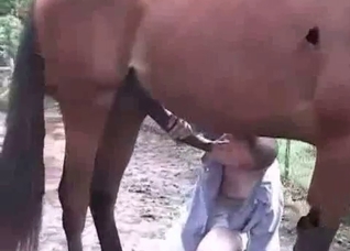 Horse with a truly impressive cock