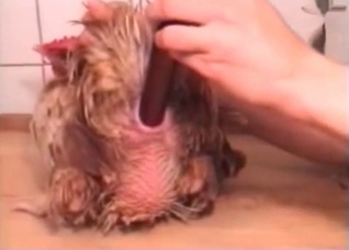 Cock gets fucked by a sex toy