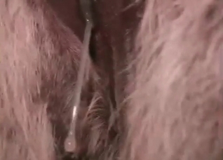 Huge cock fills out an animal