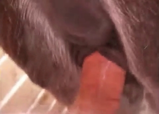 Huge cock fills out an animal