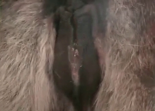 Huge cock fills out an animal