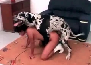 My spotted dog is a perfect fucker
