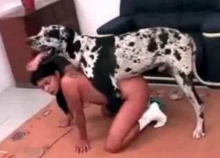My spotted dog is a perfect fucker