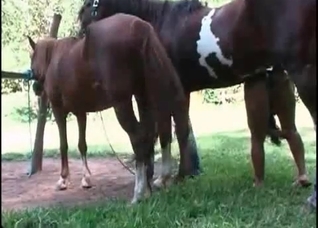 Kinky pervert screwed at the farm