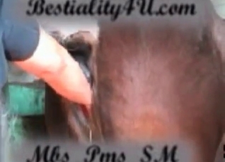 Dripping sperm out of a horse ass