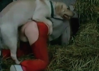 Zoophilic dog sex in the hayloft