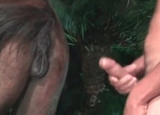 Wanking and fingering my horse