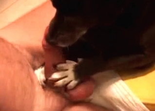 Sweet doggy is licking a wiener