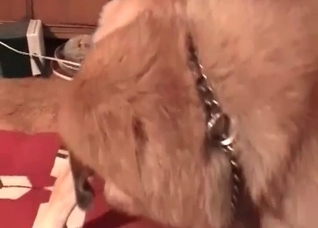 Huge animal dick fills my twat