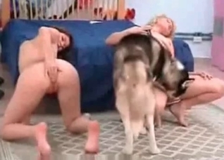 Two bitches and sweet animal