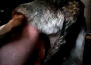 Dog is actually exploding her cunt