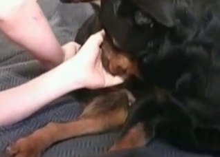 Black doggy is being explored