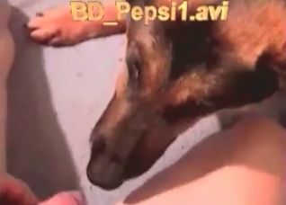 Dog slowly licks a hard boner