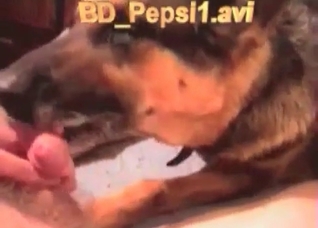 Dog slowly licks a hard boner
