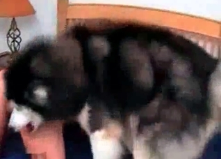 Big hairy dog is a good licker