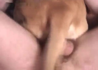 Fast cowboy sex with a dog