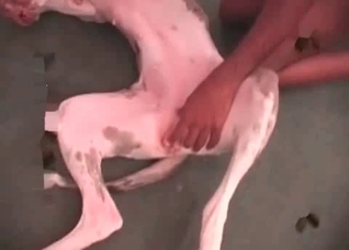 Anal fingering in the zoo porn