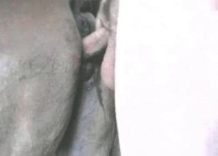 Wet horse anus is ok for sex