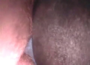 Dog impaled from behind