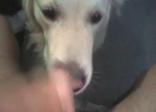 Giving my doggy a facial