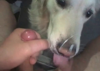 Giving my doggy a facial