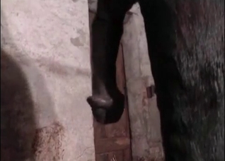 Gigantic stallion fucks a big ass