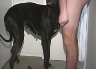 Doberman adores my hard dick