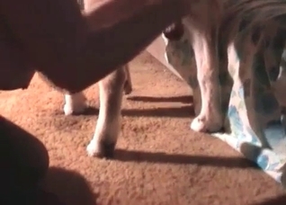 Yes you can suck this doggy cock