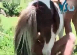 Small pony gets into zoo sex