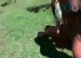 Small pony gets into zoo sex