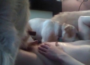 Two dogs are pleasing my body