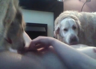Two dogs are pleasing my body