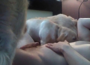 Two dogs are pleasing my body