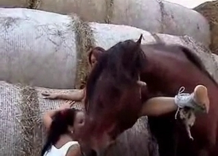 Brown horse gets into animality