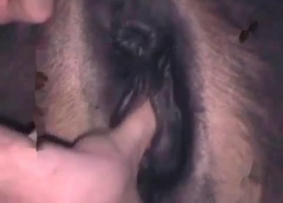 Exploration of a horse anal hole