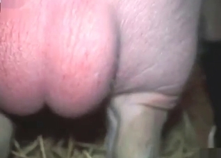 Pig want to fuck me from behind