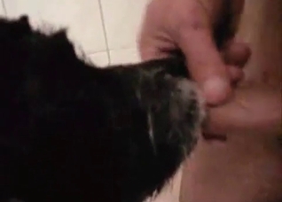 This pet adores his dick