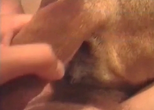 Enjoyable bestial anal sex