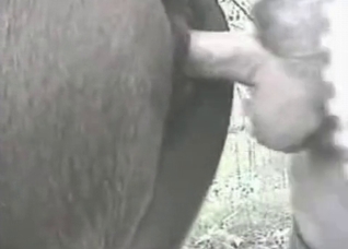 Slowly banging a nice farm animal