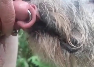 Slow motion bestial blowjob