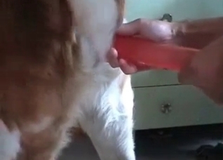 Dog pounded hard by a dildo