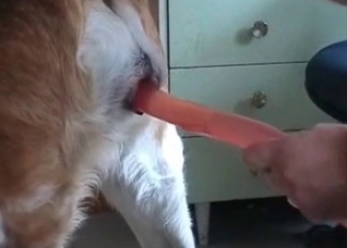 Dog pounded hard by a dildo