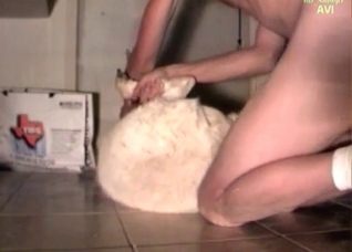 Preparing that sheep for sex
