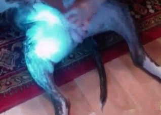 Busty zoo slut stimulates her dog